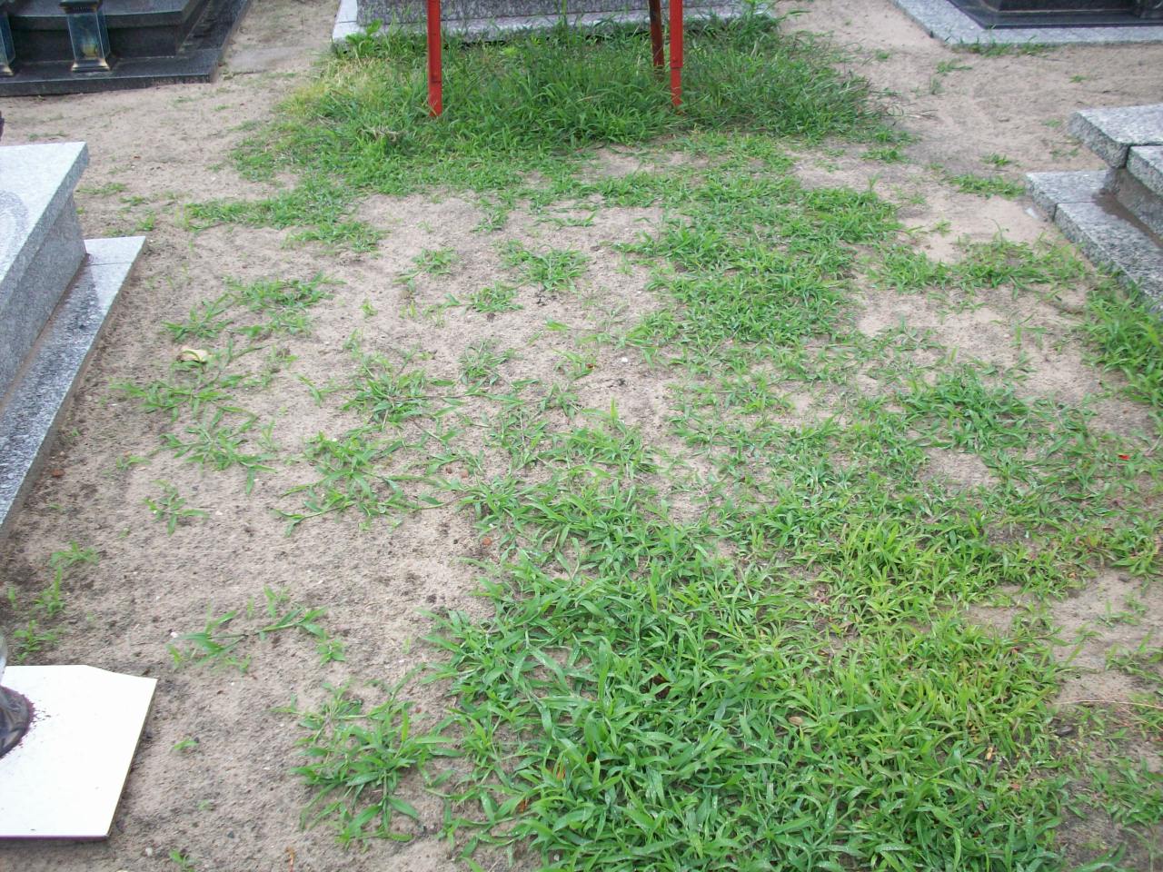 Katarzyna Borkowska 1967 Sława - Grobonet - Wyszukiwarka osób pochowanych